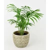Kép 6/9 - ficus