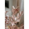 Kép 3/5 - Szárazvirág - nagylevelű ruscus - rosegold