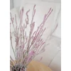 Kép 2/6 - limonium suworowii szárazvirág