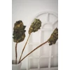 Kép 4/6 - brassica szárazvirág