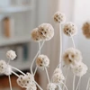 Kép 1/4 - Szárazvirág - scabiosa