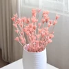 Kép 1/5 - Szárazvirág - nigella - peachy pink