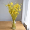 Kép 1/4 - szárazvirág, tulipánfű