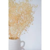 Kép 6/6 - Szárazvirág - preparált gypsophilia