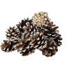Kép 1/3 - toboz