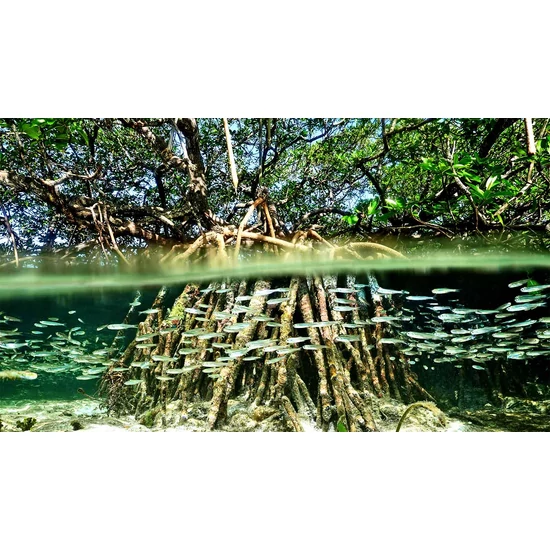 A Klímaváltozás - 1. rész - a biodiverzitás