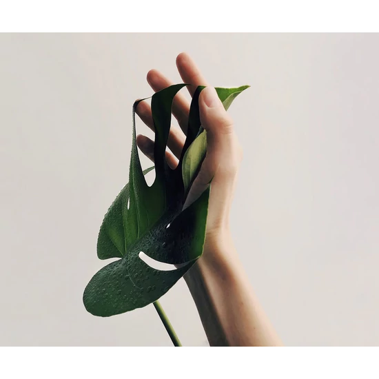 Bemutatkozik a Nature Home 