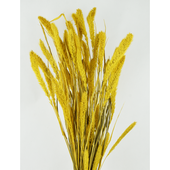 Szárazvirág - muhar - élénk sárga