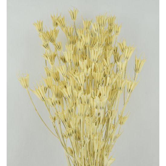 Szárazvirág - nigella - sárgás fehér