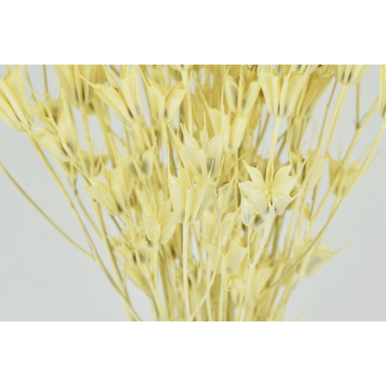 Szárazvirág - nigella - sárgás fehér