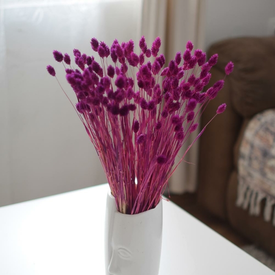 Szárazvirág - fénymag - burgundi lila