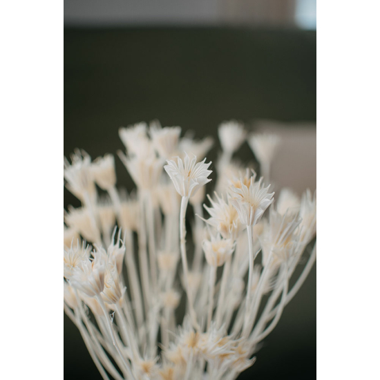 Szárazvirág - nigella - krém