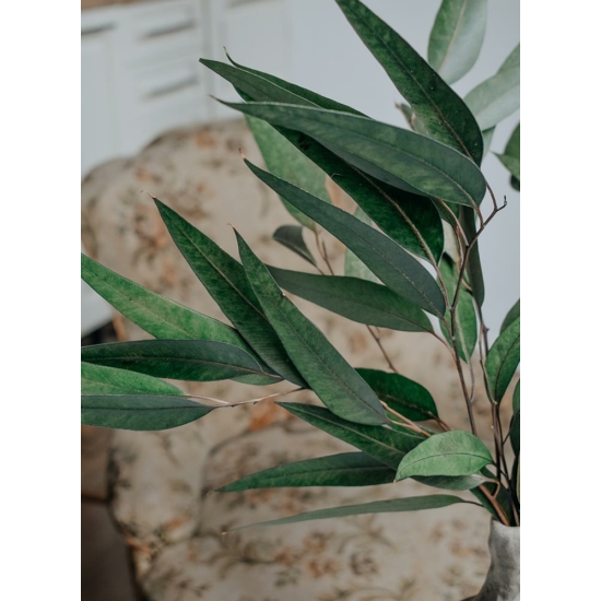 szárazvirág, eukaliptusz