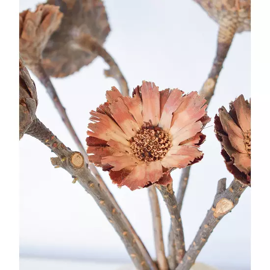 Szárazvirág - protea rozetta