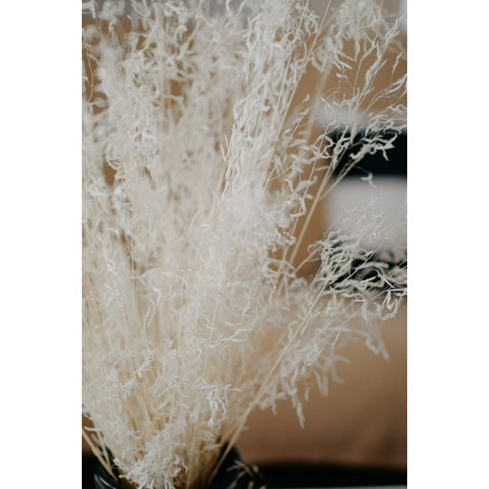 Szárazvirág - rezgőfű - fehér
