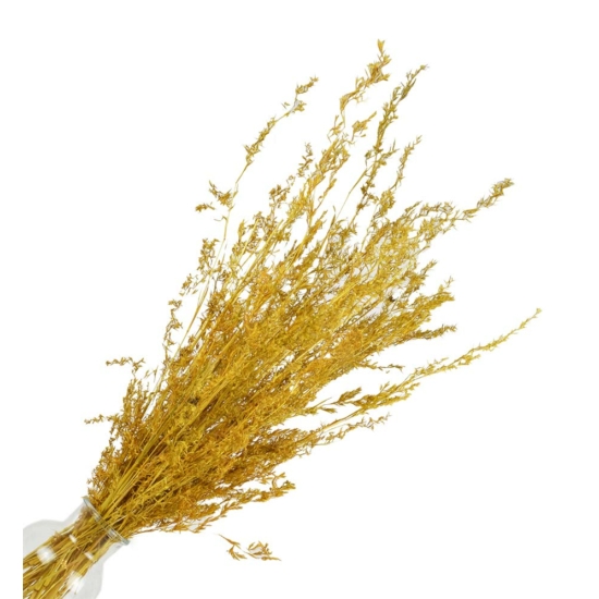 Szárazvirág - Alphonso fű - okker