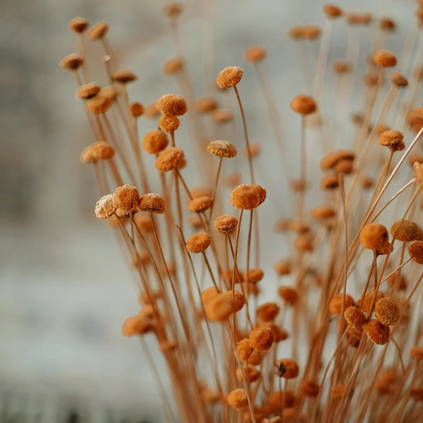 Szárazvirág - gomb krizantém - narancsbarna