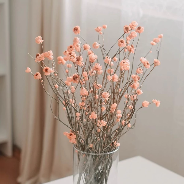 szárazvirág, ammóbium