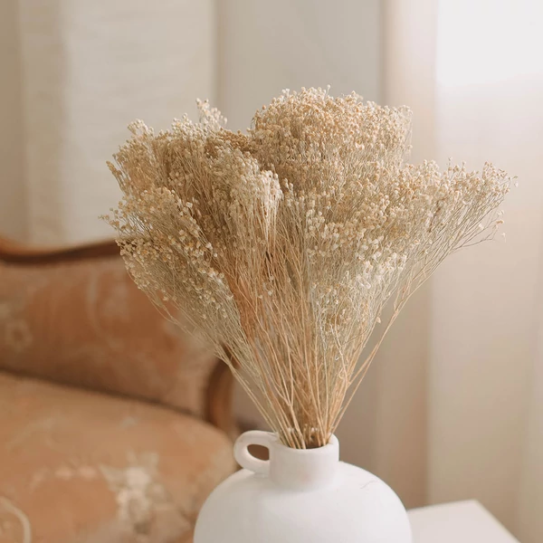 szárazvirág, ammóbium