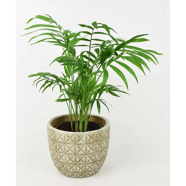 ficus