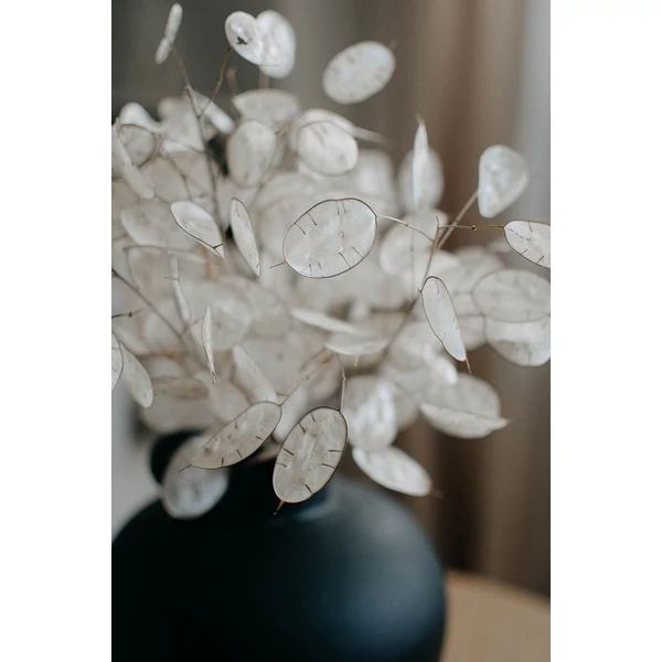 Szárazvirág - lunaria - mini
