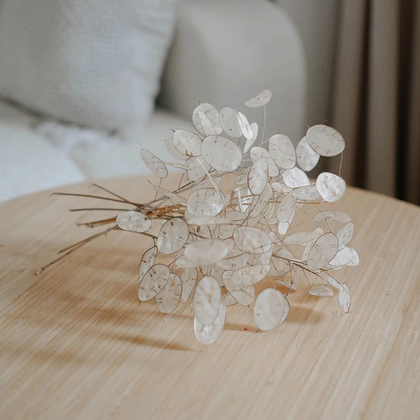 Szárazvirág - lunaria - mini