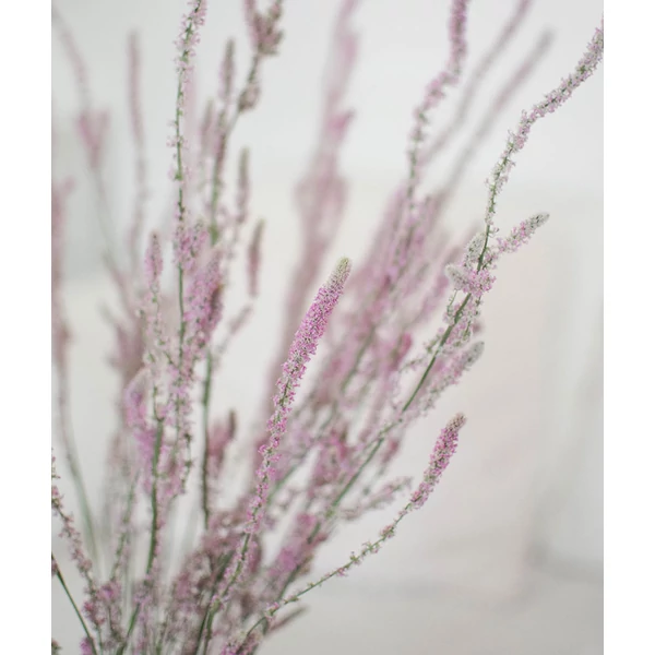 limonium suworowii szárazvirág