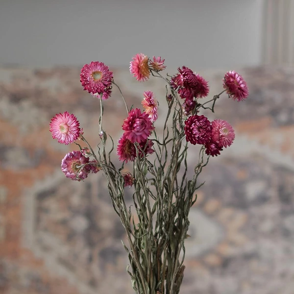 Szárazvirág - szalmarózsa - natural dark pink