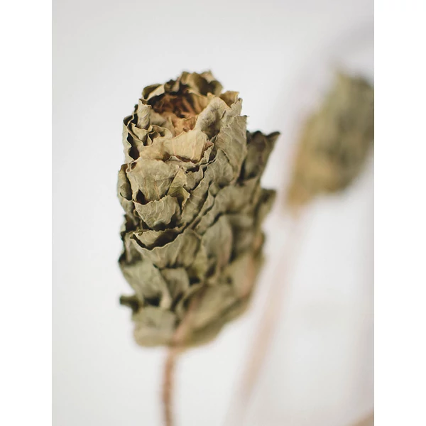 brassica szárazvirág