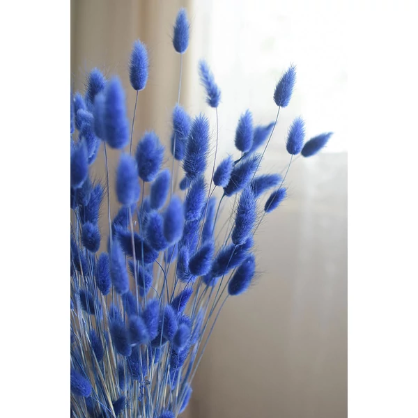 lagurus