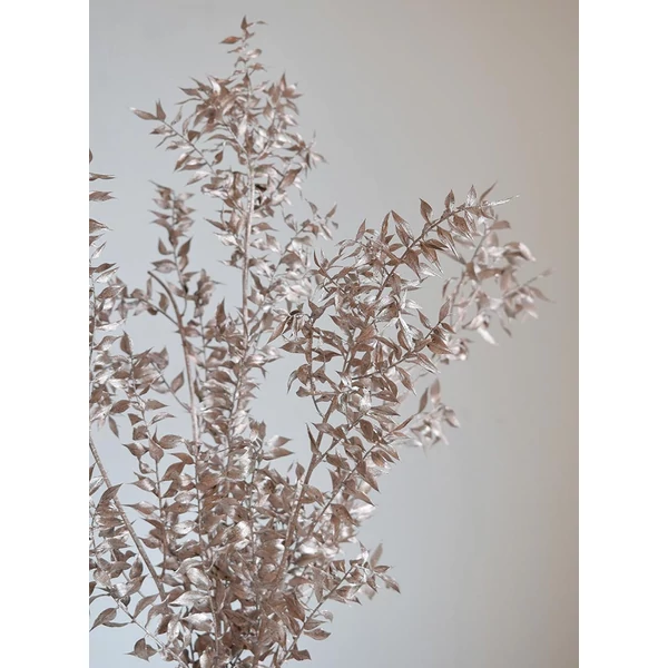 ruscus