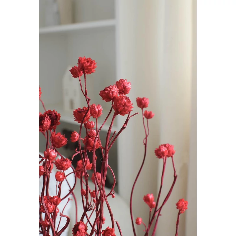 Szárazvirág - ammóbium - piros