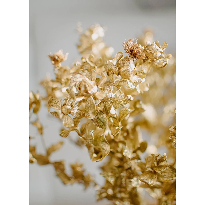 Szárazvirág - szeklice - arany