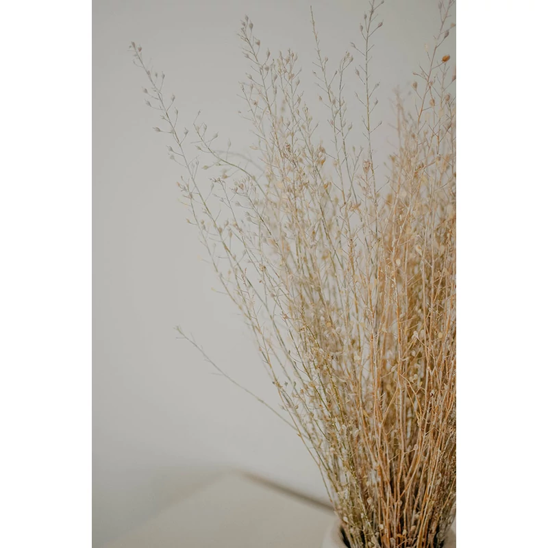 natúr szárazvirág