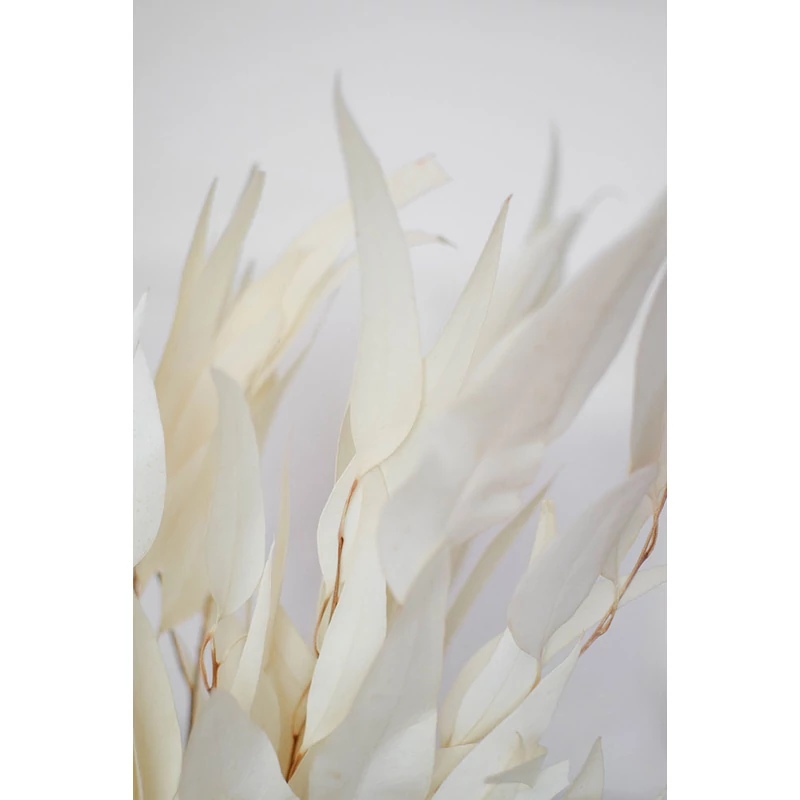 fehérített lándzsáslevelű eukaliptusz szárazvirág távolabbról