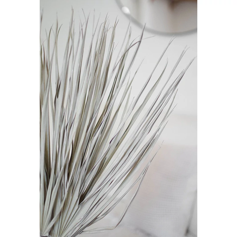 szárított Chamaerops pálmalevél közelről