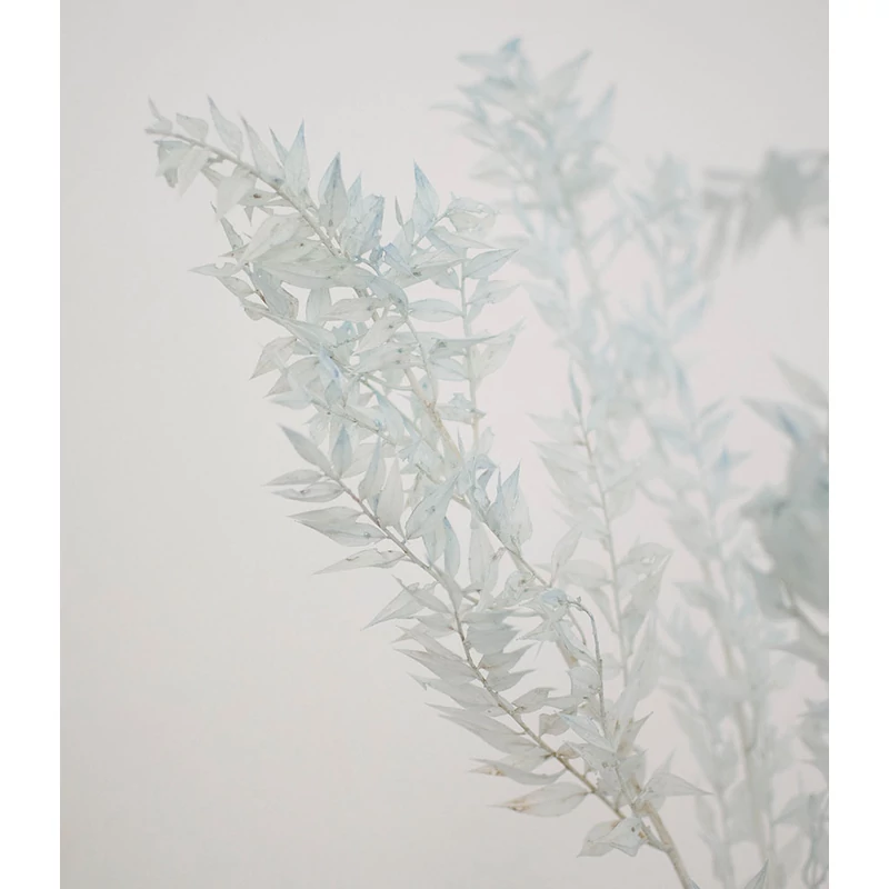 szárazvirág kék ruszkusz