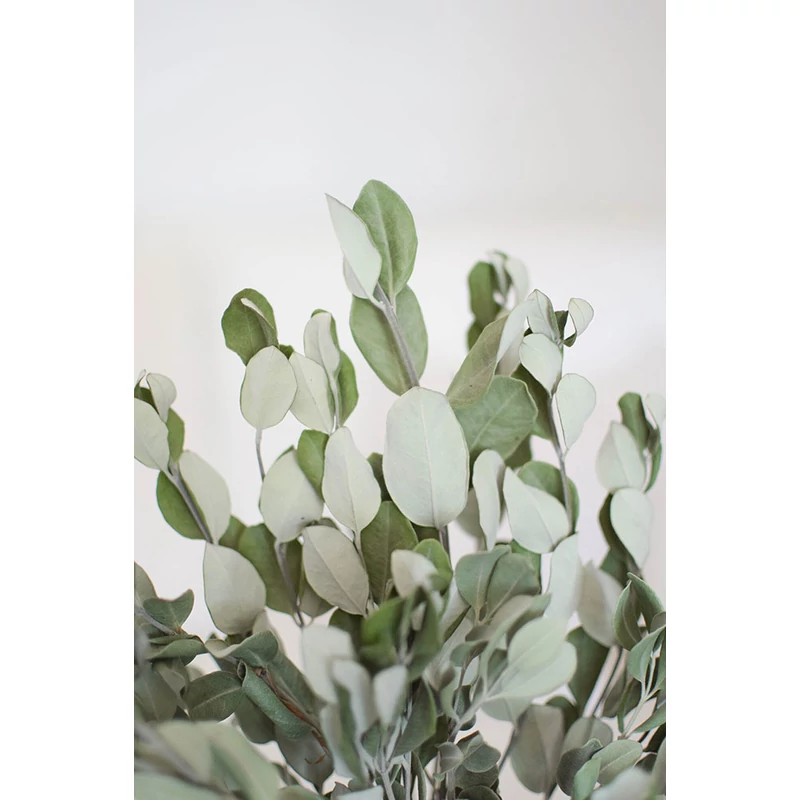 szárított eukaliptusz szárazvirág