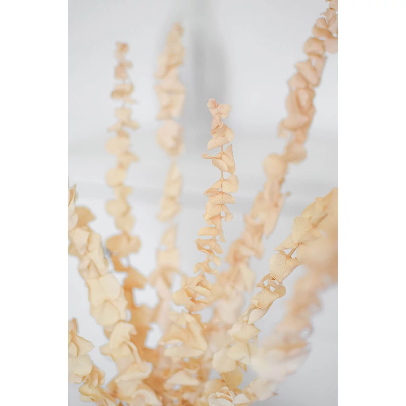 tartósított eukaliptusz szárazvirág