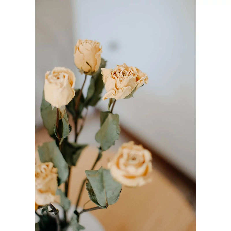 szárított rózsa szárazvirág