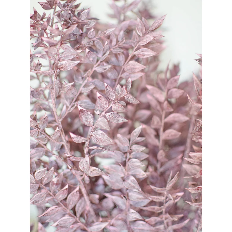 hamvas lila ruscus szárazvirág