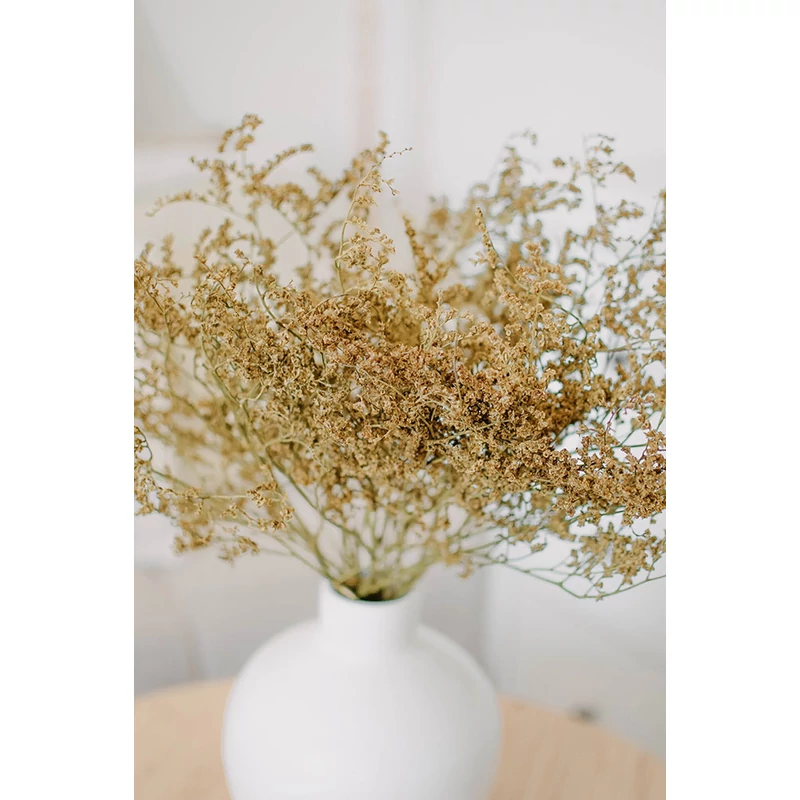 tatarica szárazvirág