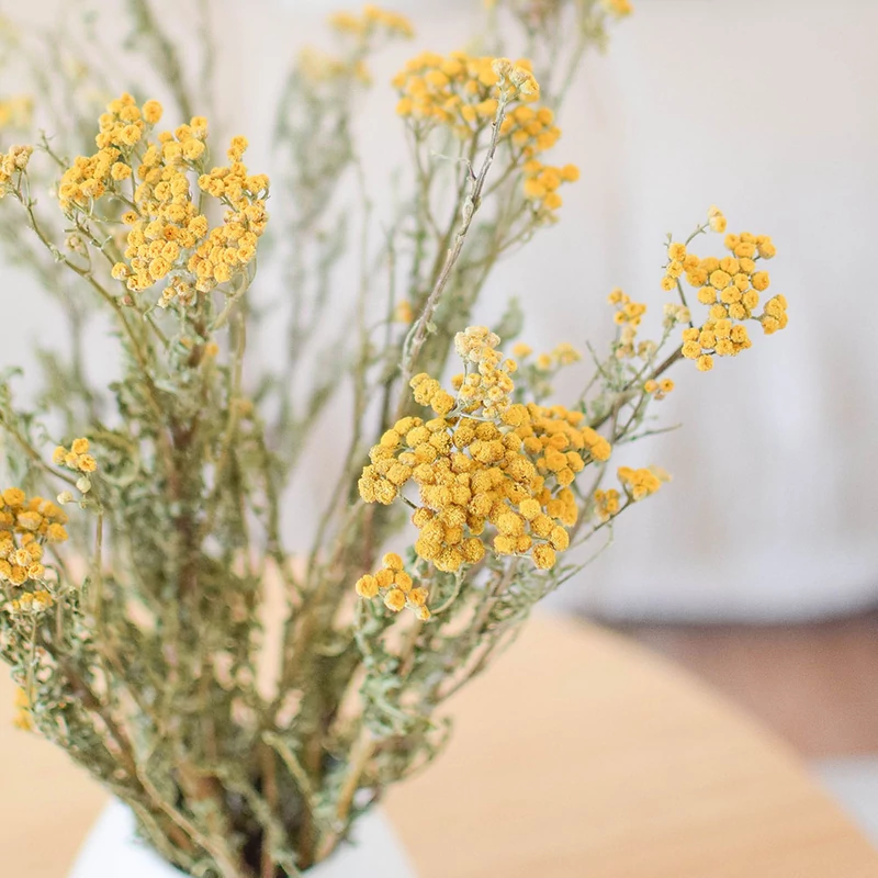 natúr varádics szárazvirág