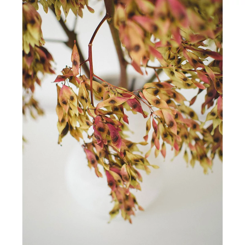 szárított bálványfa ág dekoráció