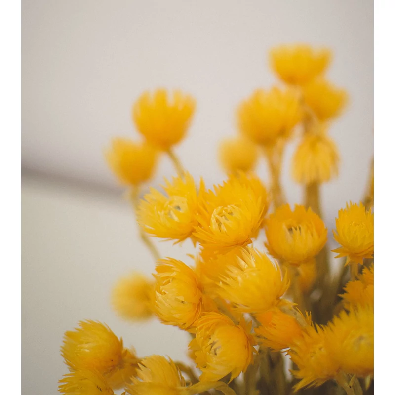 narancssárga capblume szárazvirág