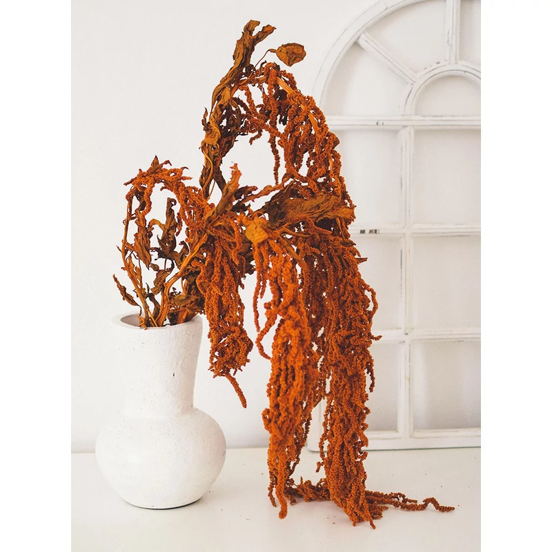 amaránt szárazvirág narancssárga