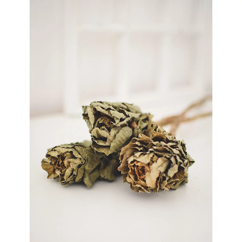 brassica szárazvirág