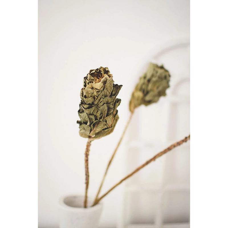 brassica szárazvirág