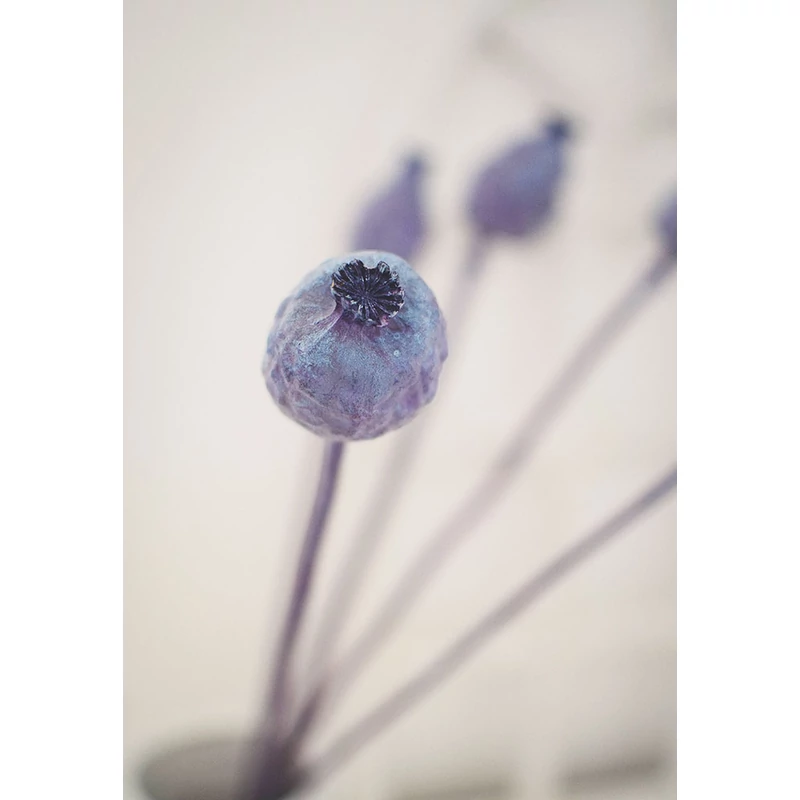 szárított és festett mákgubó