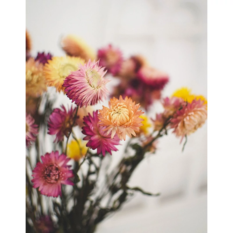 szárított szalmarózsa